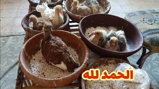 كارثه ومصيبه عند زغاليل  الحمام ولحقنها باقل التكاليف فى تربيه الحمام من علي المنسي!!