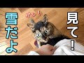 雪を見た時の猫たちの反応が可愛いすぎた!