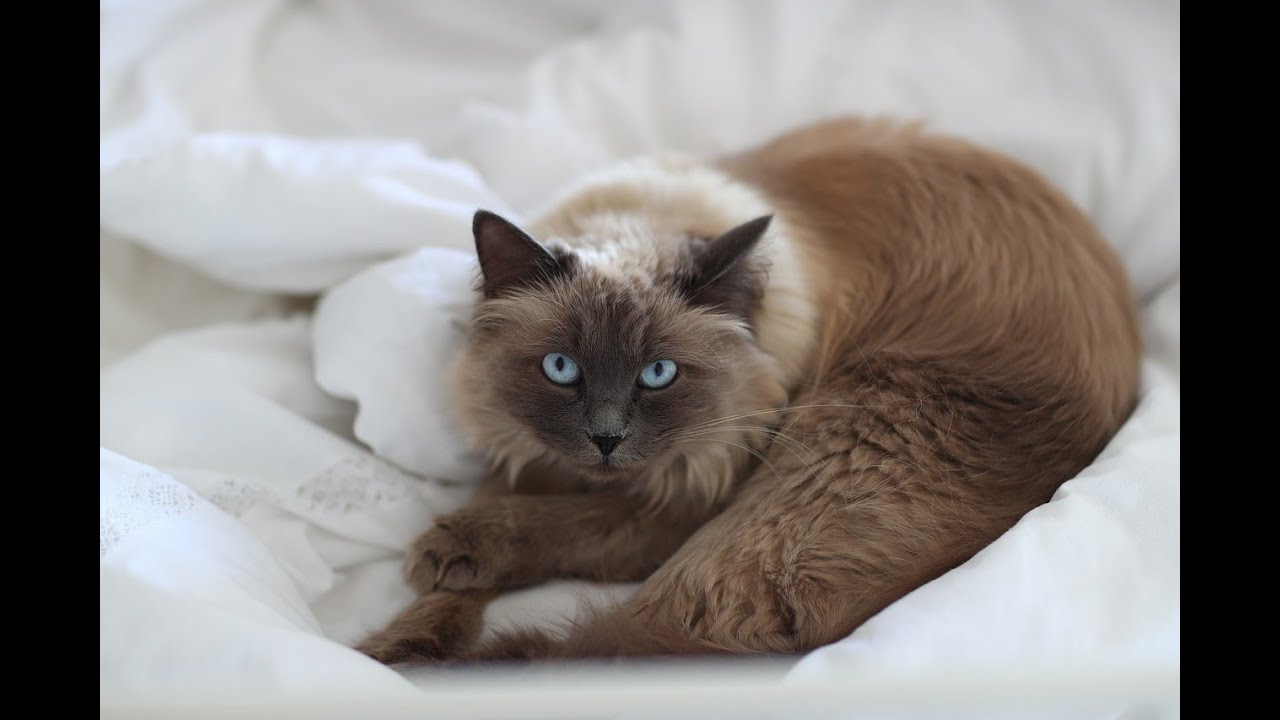 🩺 Pankreatitis ~ Bauchspeicheldrüsenentzündung bei der Katze