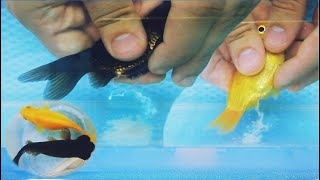 Goldfish Hatchind and Breeding | The Love of Yellow and Black