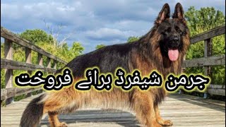 Stock Coat German Shepherd Dog Available For Sale In Pakistan | German shepherd| by Malik Hunter 259 views 2 weeks ago 8 minutes, 21 seconds