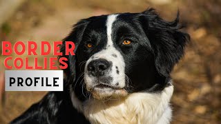 Border Collies: The Smartest Dogs on the Planet!