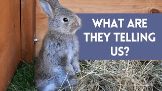 How Do Rabbits Communicate? 🐰💬 BUNNY BODY LANGUAGE by Animal Life 85 views 2 months ago 3 minutes, 46 seconds