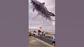 Masha Allah World Biggest Fish #fish #machli #islamic #viralvideo  #shorts