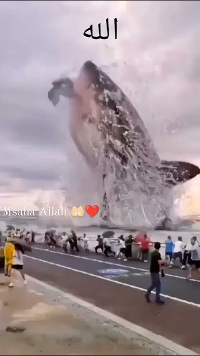 Masha Allah World Biggest Fish #fish #machli #islamic #viralvideo  #shorts