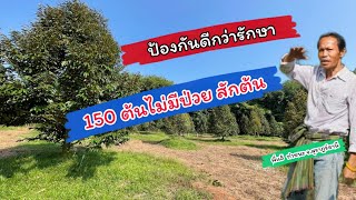 ป้องกันดีกว่ารักษาทุเรียน 150 ต้นไม่มีป่วยตายเลยสักตัน พี่แอ้ สุราษฎร์ธานี //by อ.กริช 097-2475525