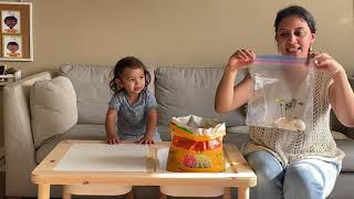 Teacher Andrea's Sprouting Beans in a Bag + Transferring Them to a Pot