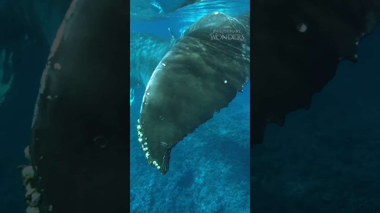 Humpback Whale Songs 🎶 - YouTube