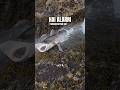 HAI ANGELN&amp;ESSEN schmeckt das ⁉️#raubfisch #hai #hecht #zander #fishing #angeln#spinnfischen #wels