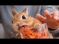 I Tried to Make Rabbit Treats… He Won’t Stop Eating 🐰😂