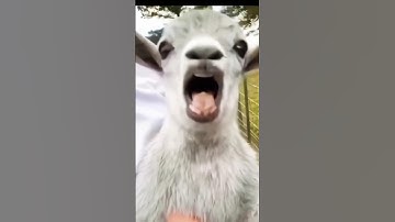 con dê cười #shorts