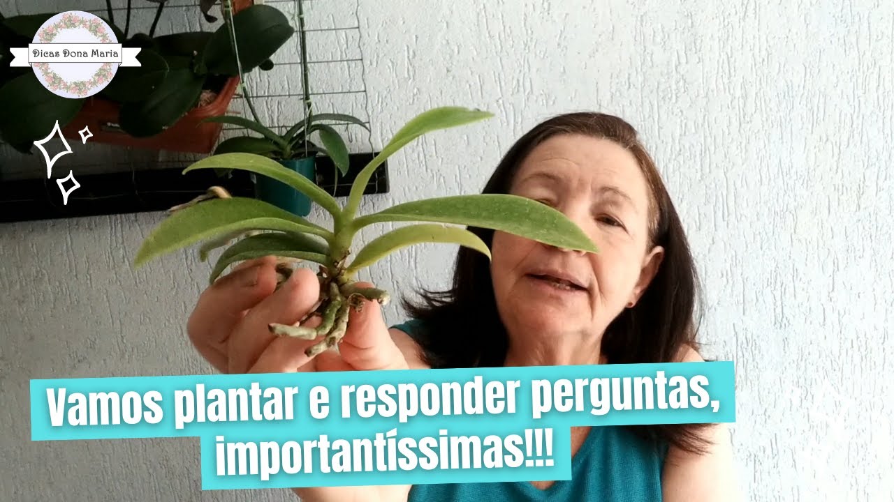 Dicas Dona Maria - Vamos plantar e responder perguntas, importantíssimas!!!