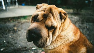 Discover the Unique Characteristics of the Chinese SharPei!