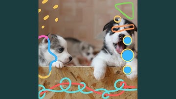 Pulsating Backdrops for Chilling Pups