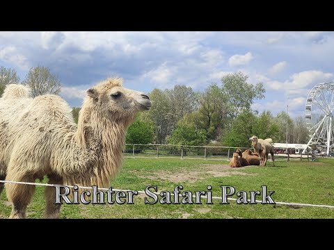 Videó: Safari West Animal Park: Több mint állatkert