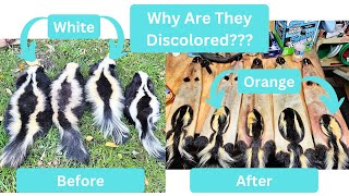 In The Fur Shed  Skunk Discoloration Question