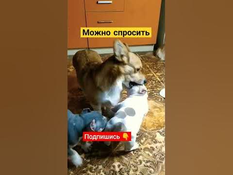 голожопики - YouTube