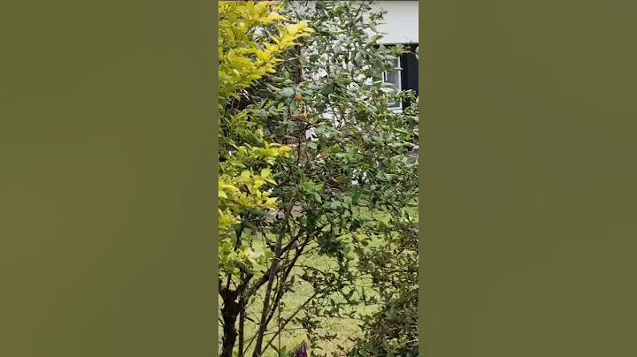 Klingel Streich 🔔😳 #fyp #viralvideo #klingelstreich #funny #prank