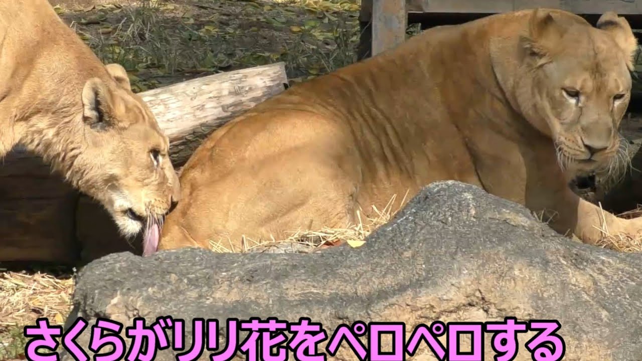 仲が良いライオンの群れ（リリ花親子＆さくら）とべ動物園にて - YouTube