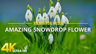 4K Snowdrop Flowers🌺3 Hours Relaxation Video | Beautiful Colors of Nature with Relaxing Piano Music screenshot 4