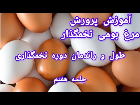 جلسه هفتم-طول و راندمان دوره تخمگذاری مرغ بومی