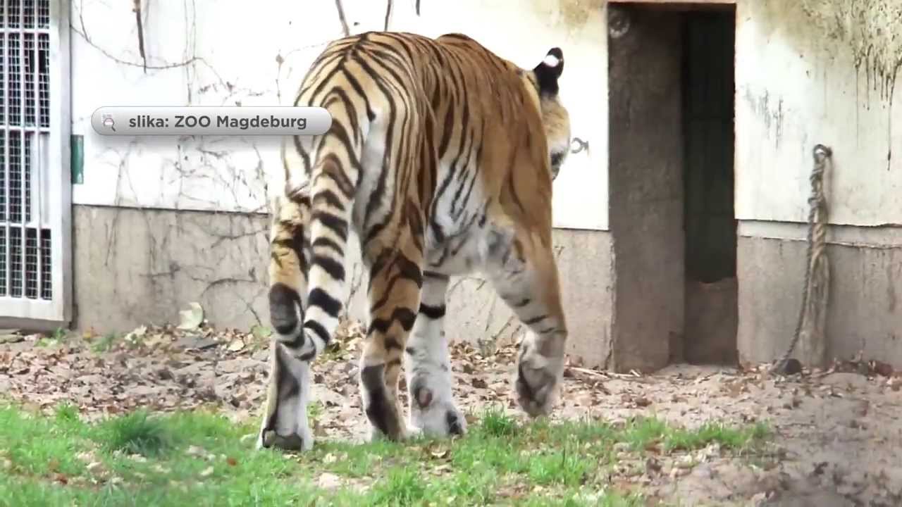 Nova tigra v živalskem vrtu