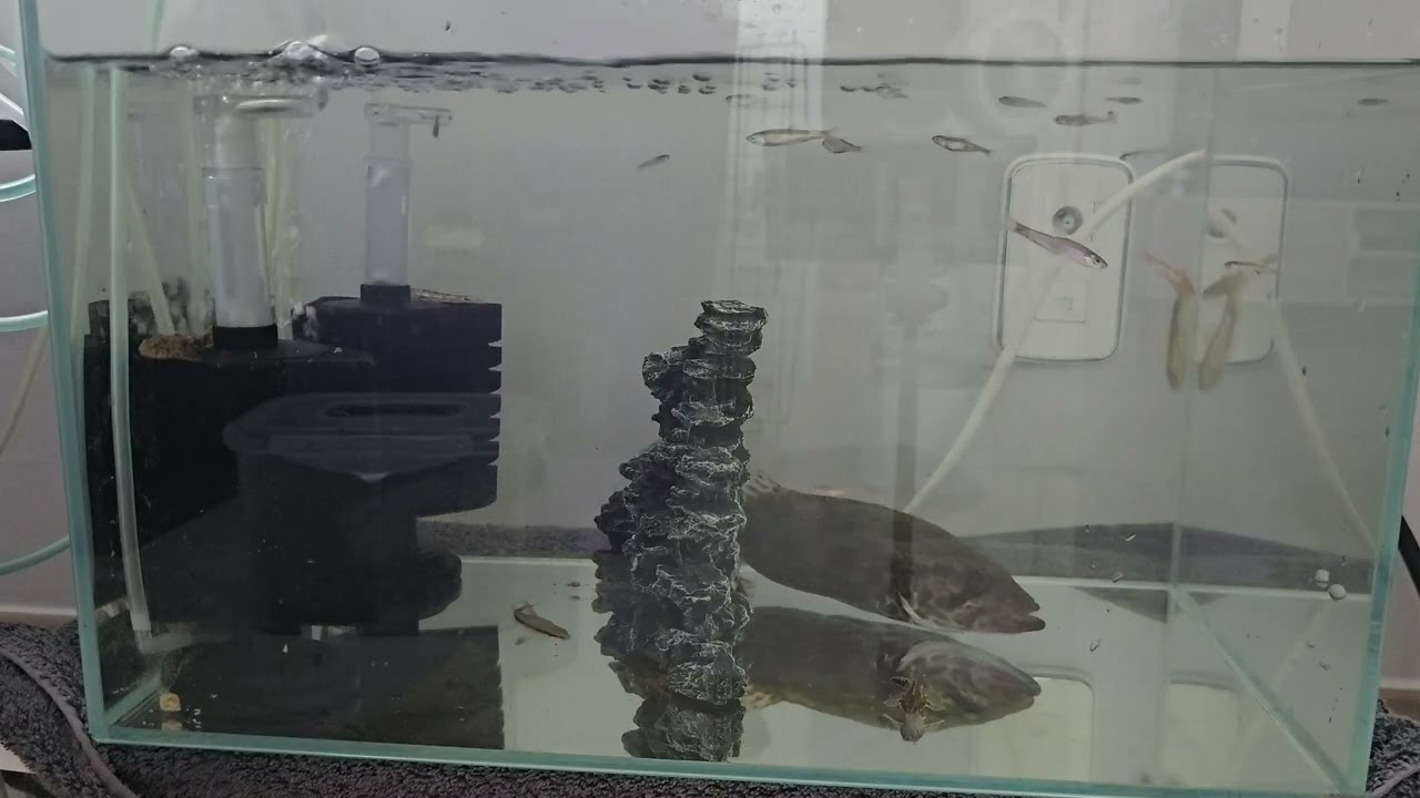 쏘가리 식사시간.