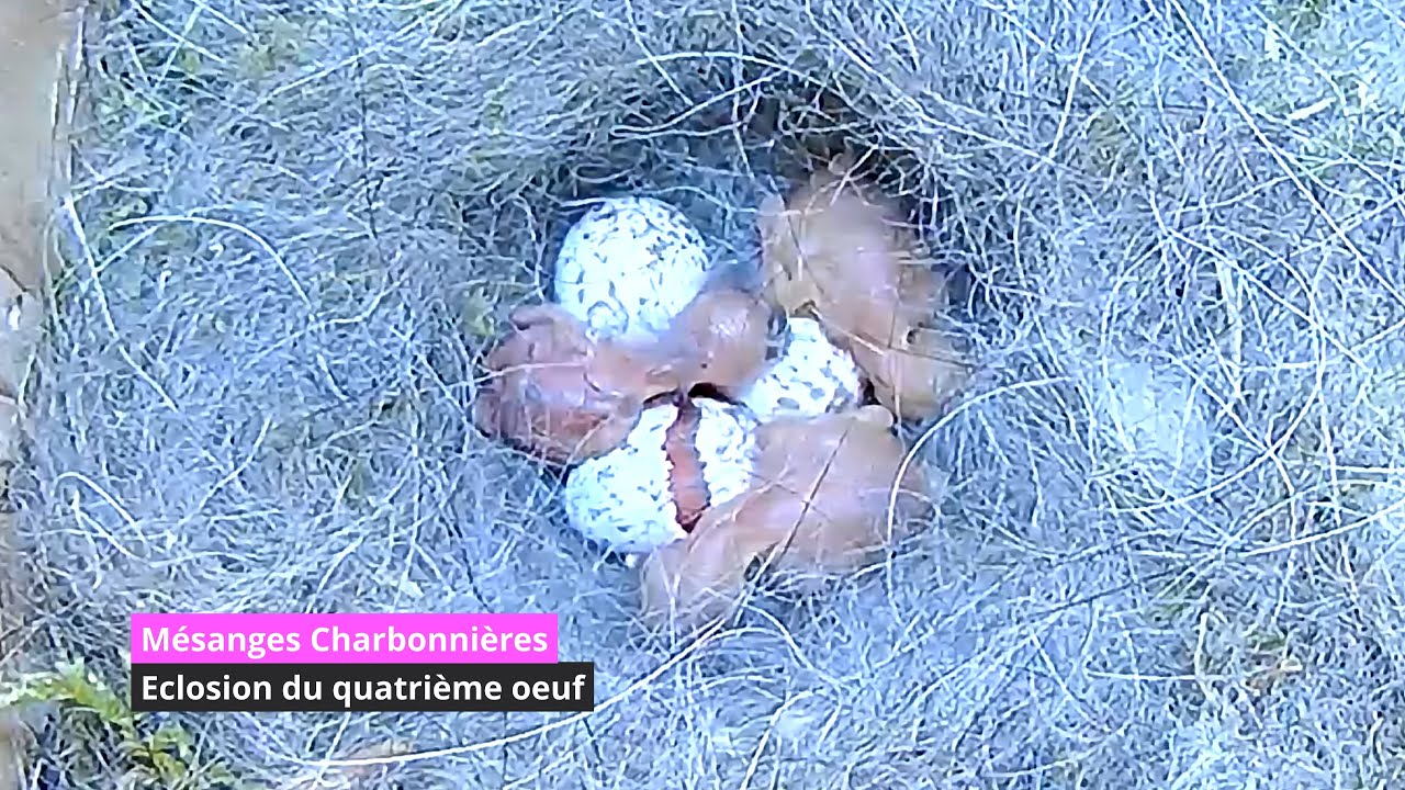 Eclosion du quatrième oeuf de la mésange Charbonnière (4K) - YouTube