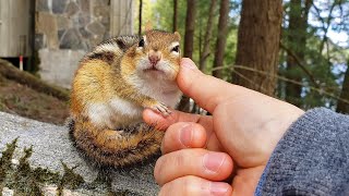 This Playtime Is Only Allowed If Chipmunks Agree