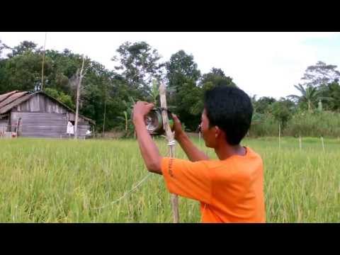 Pengusir Pipit dan Tikus Pengusir Pipit dan Tikus