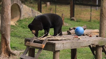 4 chú gấu cuối cùng tại Rạp xiếc TW được cứu hộ giờ ra sao?