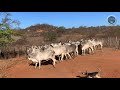 Vacas Guzerá e Sindi descendo a serra para diagnóstico de gestação