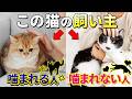 【お知らせもあるよ!】当てはまってたら要注意!猫の噛み癖の治し方、距離感の取り方、去勢避妊のメリットetc