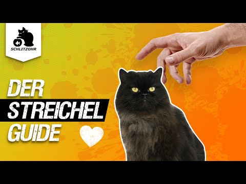 Video: Wie Man Kleidung Für Eine Katze Näht