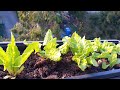 Mein Selbstversorger Balkon Garten