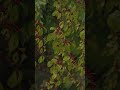 Rainy Forest Berries 4K Dolby Vision – Calm Nature &amp; Relaxing Rain Sounds