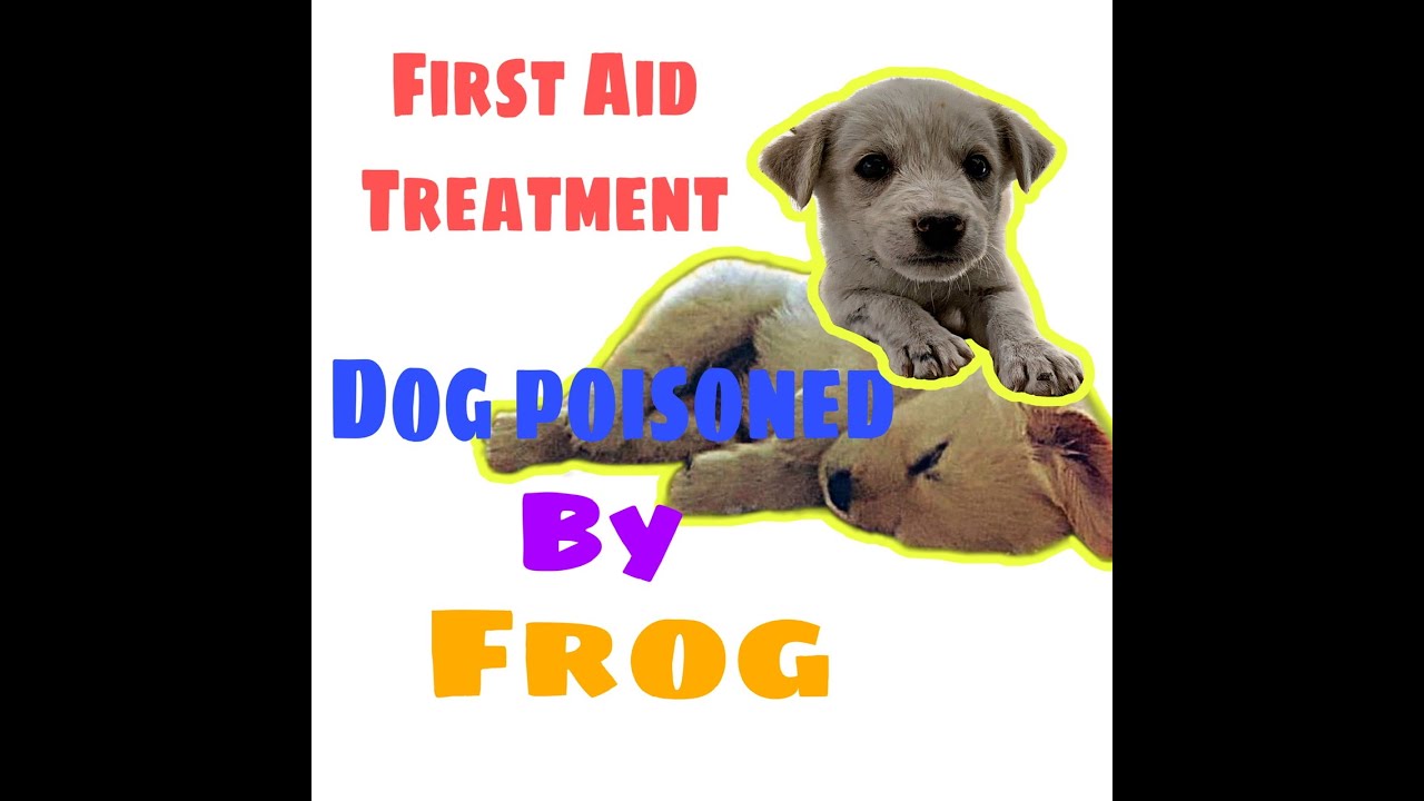 First Aid Treatment For Dangerous Effect Dog Poisoned From Toad’S | Nalason Na Aso Dahil Sa Palaka