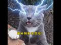 Electric cat🤪
