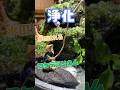 【超多機能】植物育成の新アイテム!浄化するコケテラリウム#shorts #アクアテラリウム #メダカ #水槽レイアウト