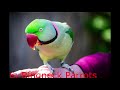 The Top Ten Parrots For Beginners