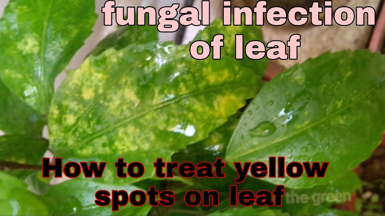 How to treat yellow leaf spot / Treatment of fungal infection of leaf