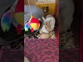 タイミングを待ってますか?モフがボールをチェックしていました! #うさぎ #かわいい #可愛い #ふわふわ #cute #rabbit #ペット #動物 #fyp #viralvideo #short