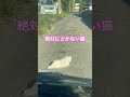 絶対にどかない猫
