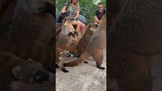 DON’T FEED THAT ANIMALS they say, meanwhile.. #coati #cuteanimals #funny #xcaret