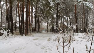 Поселок Васильево. Прогулка в  районе озера Топучка.1.03. 2020 г.