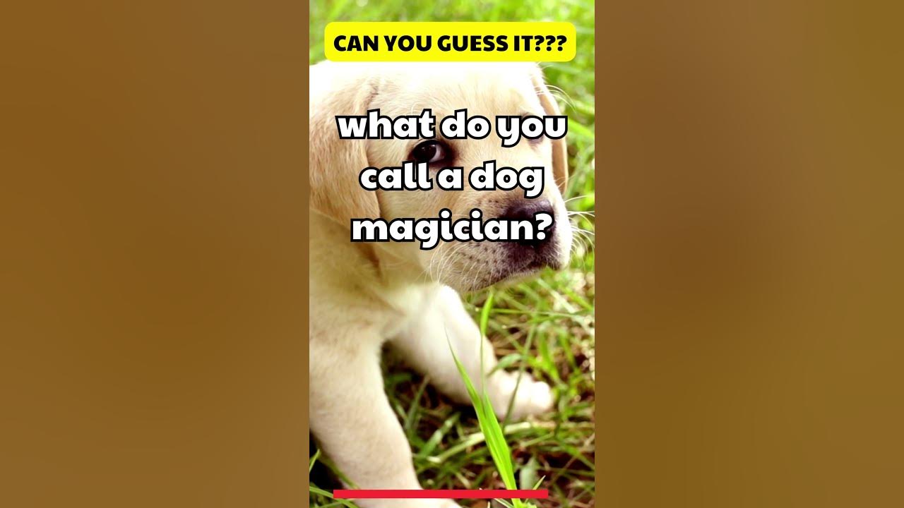 shorts what do you call a dog magician? YouTube