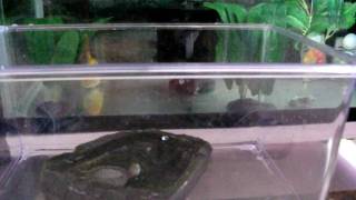 CIMG0146.AVI