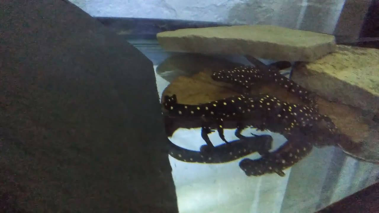 Neurergus strauchii weak tail fanning 3/16/22