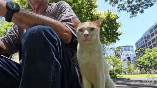 Sad case of the choking stray street park cat. Hopeless?