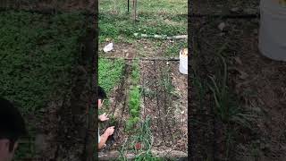 Planting Fall Onions and Garlic with Irrigation #shorts